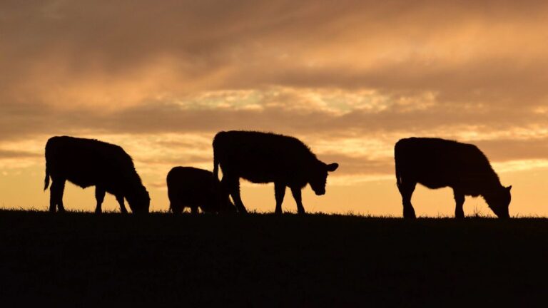 Frigoríficos en vilo: los costos presionan sobre el precio de la carne, cae la faena y baja la rentabilidad