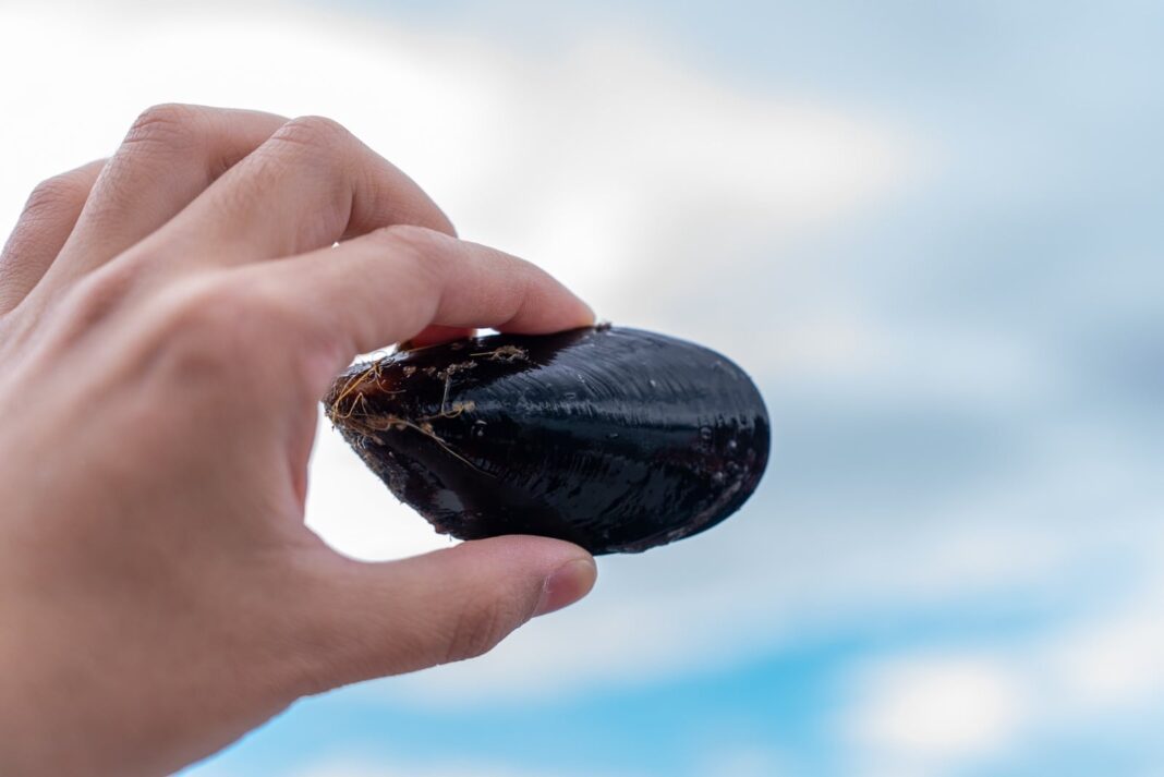 Imagen representativa de la acuicultura en Argentina: jaulas de cultivo de peces en un cuerpo de agua patagónico.