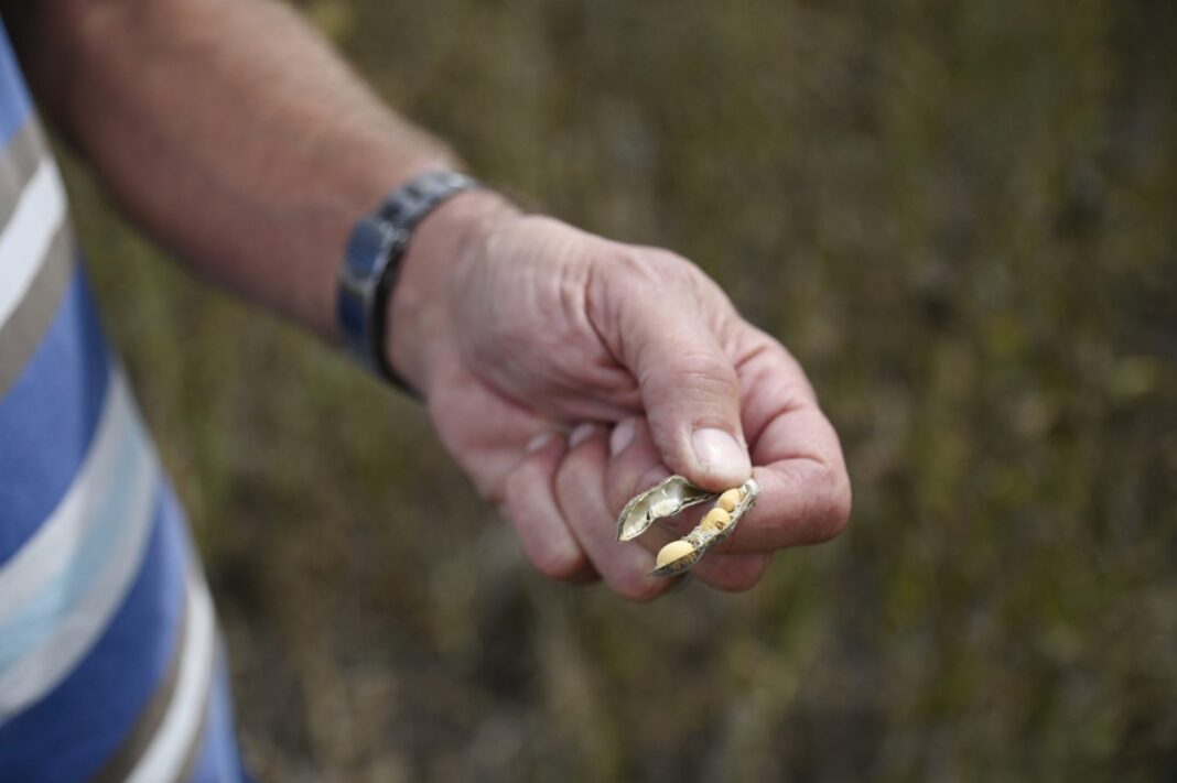 Campo de cultivo con semillas y manos de agricultor revisando granos