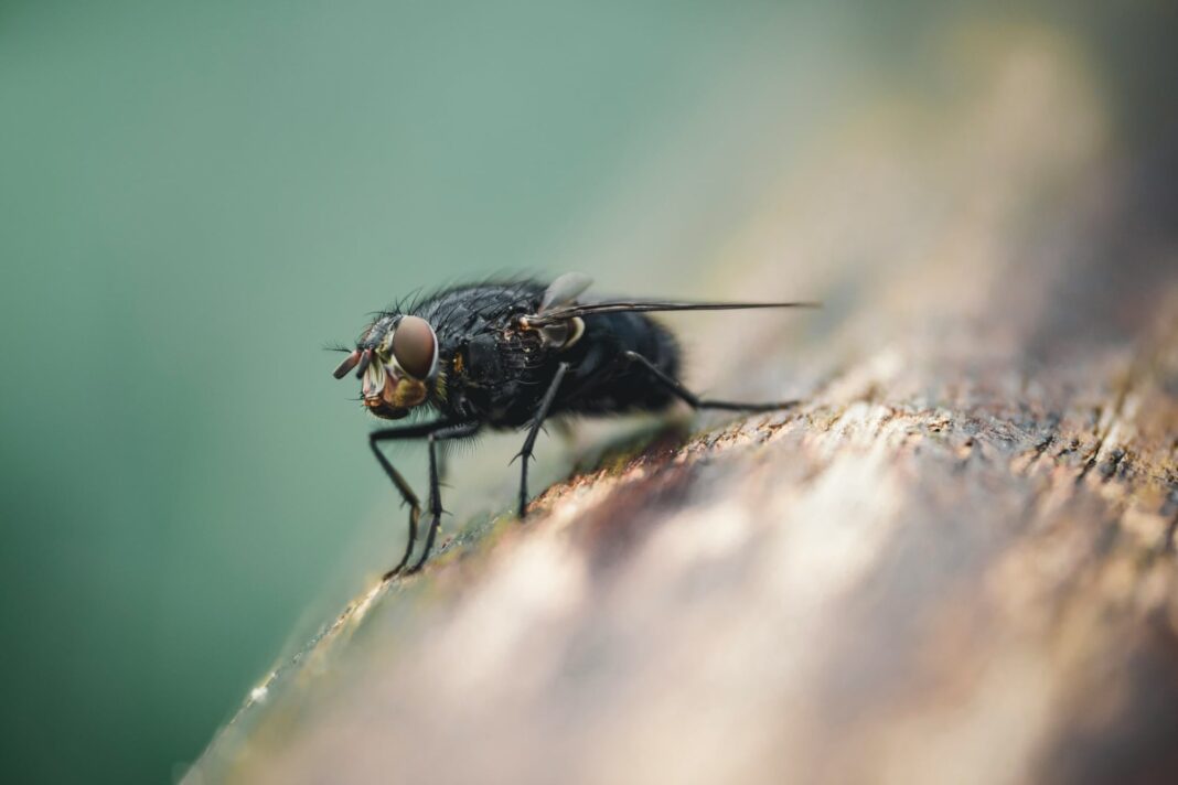 Mosca negra Simulium vittatum sobre una hoja
