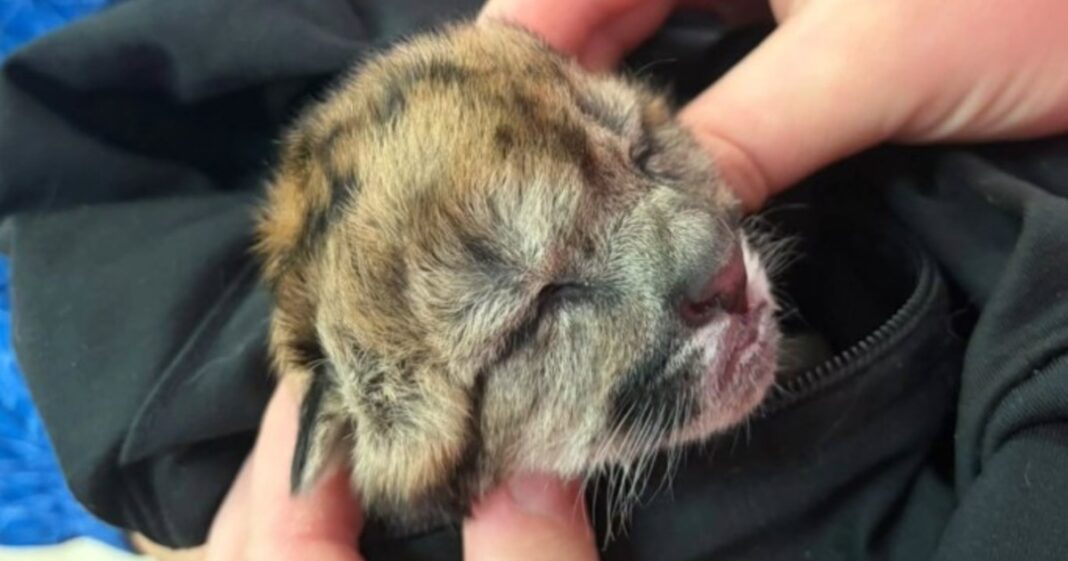 Ilustración de un puma en su hábitat natural, con referencia al accidente en la Ruta 40, Neuquén.