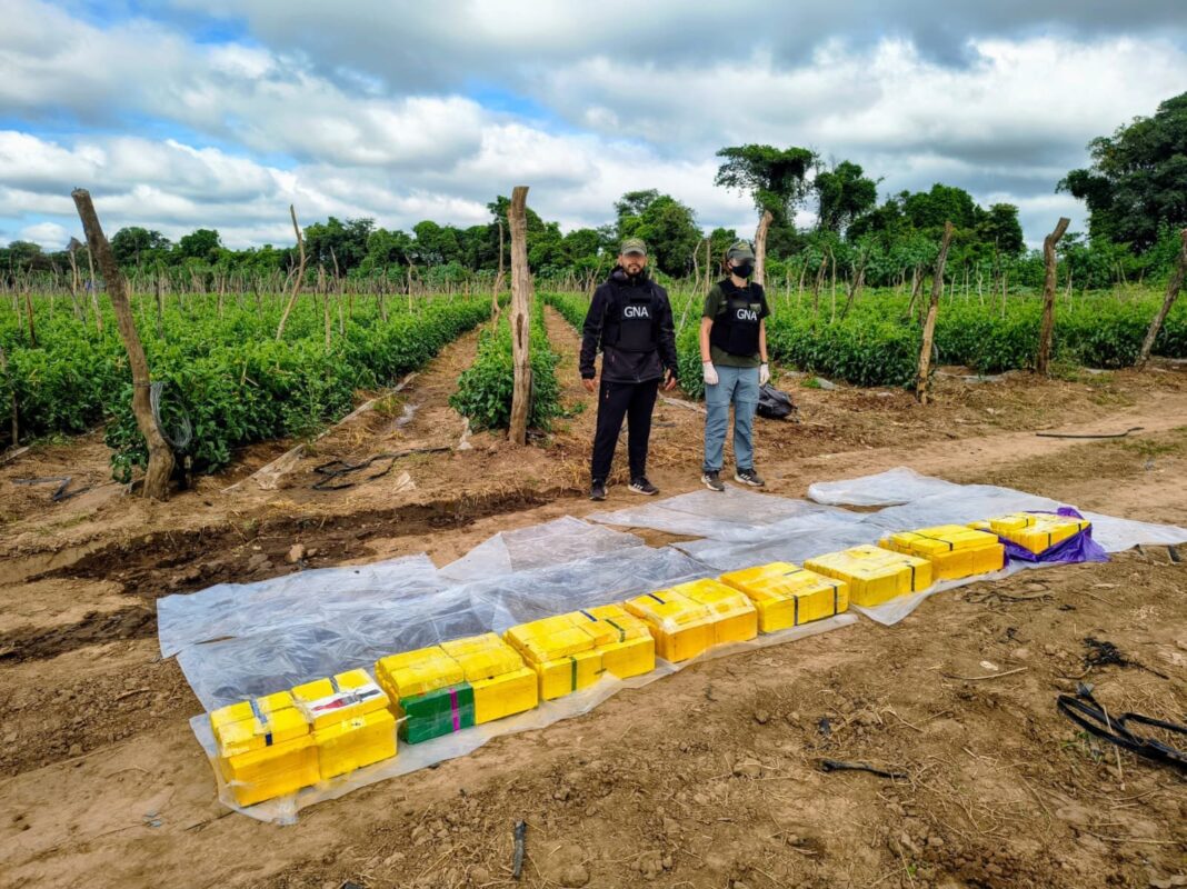 Bolsa de cocaína incautada bajo plantación de tomates en Salta