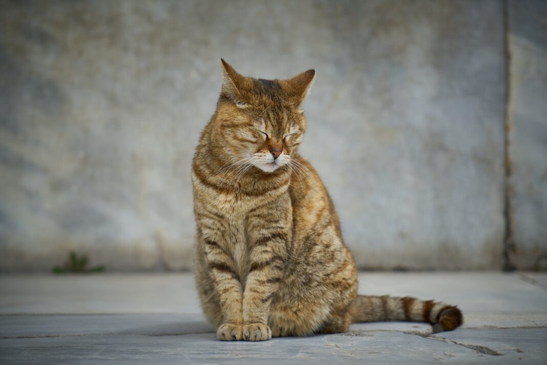 Gato descansando en un ambiente tranquilo y cálido