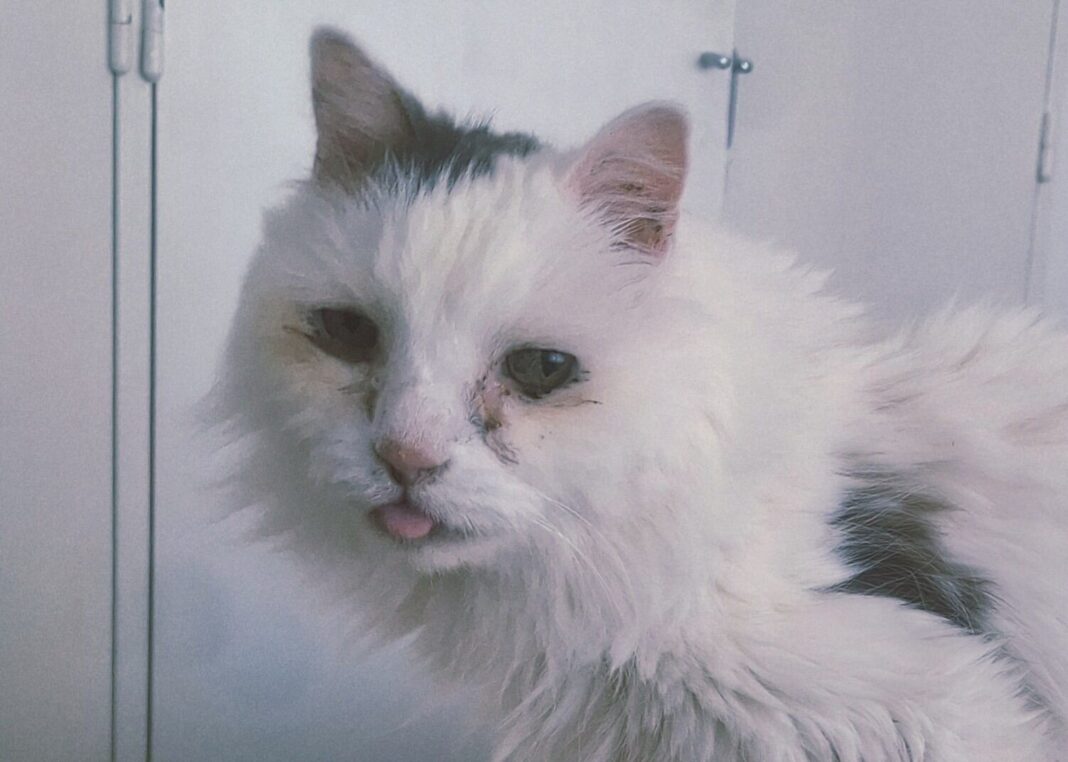 Gato blanco de ojos grandes recostado sobre una manta