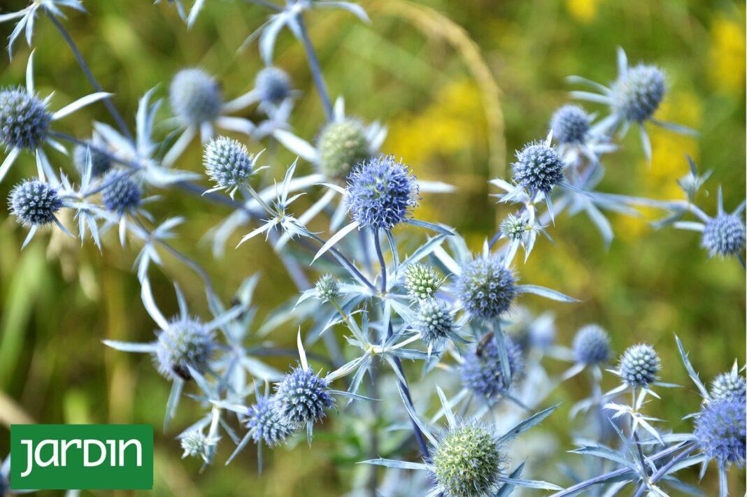 Detalle de las flores de Eryngium, conocidas como erizos vegetales, en un jardín naturalista.