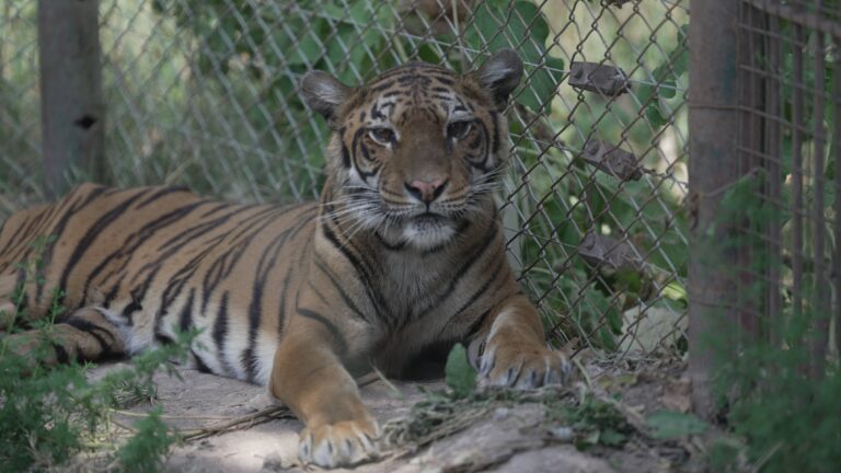 Tigresa de nombre Flora, ejemplar rescatado del ex zoológico de Luján.