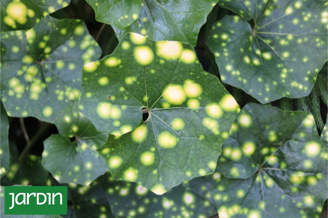 Primer plano de las hojas redondas y brillantes del Farfugium japonicum 'Aureomaculatum' con manchas amarillas irregulares sobre fondo verde.