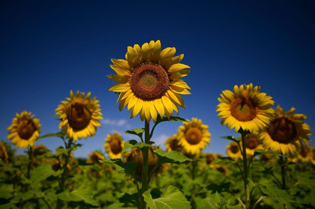Campo de girasoles en Argentina con planta en floración