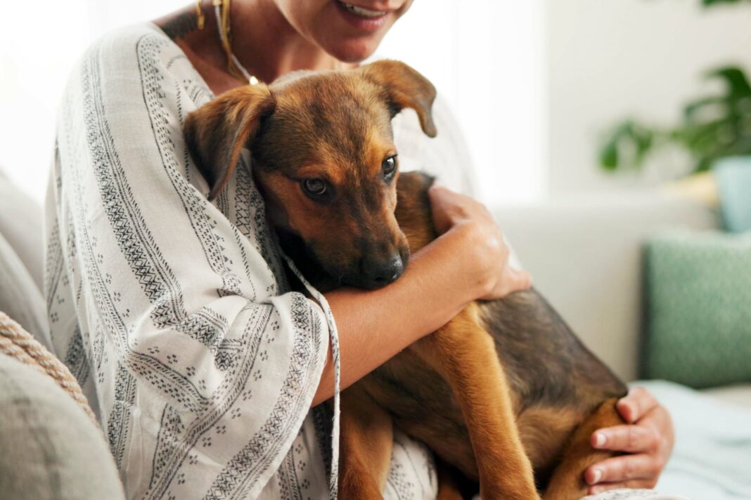 Persona paseando un perro durante un servicio de pet sitting en un barrio residencial.