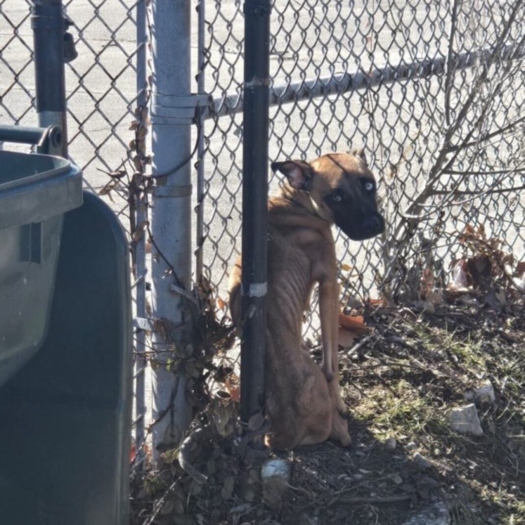 Perra rescatada recuperándose tras ser encontrada atada en una escuela abandonada