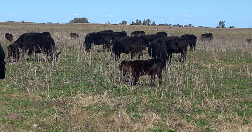 Ganado bovino en un campo argentino, representando el sector ganadero en expansión.