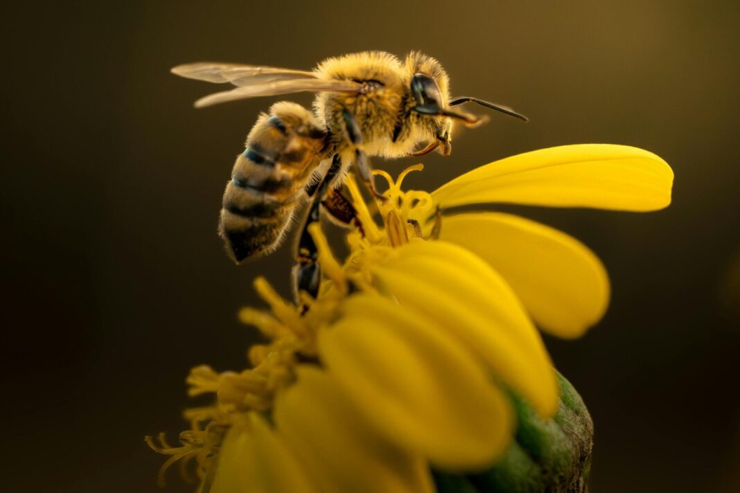 Abeja posada sobre una flor en un jardín