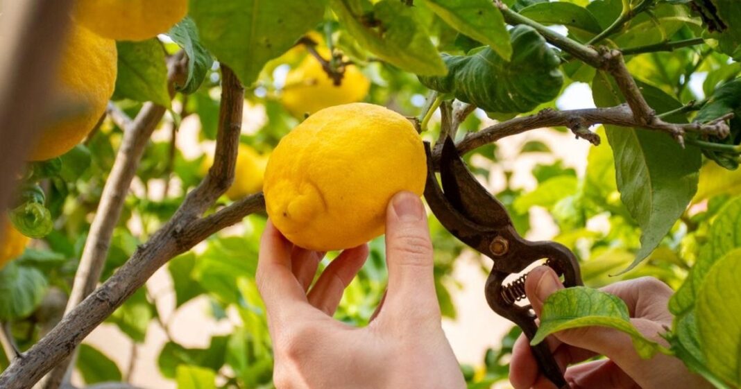 Limonero en maceta con detalle de un clavo en su tronco, en un contexto de jardinería doméstica.