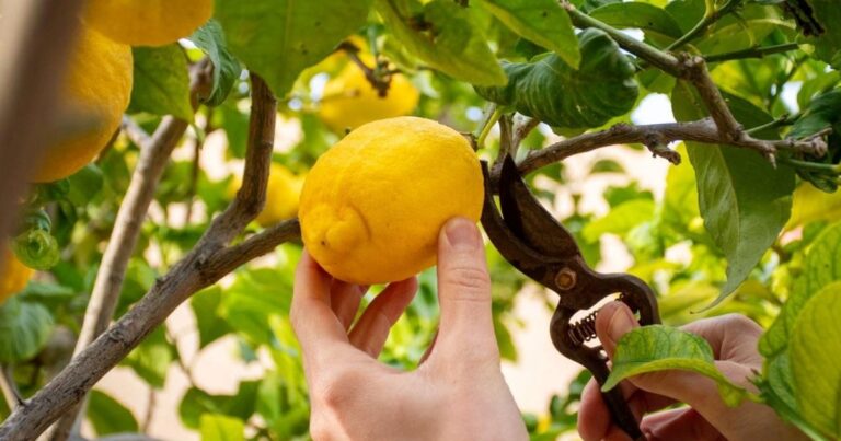 Limonero en maceta con detalle de un clavo en su tronco, en un contexto de jardinería doméstica.