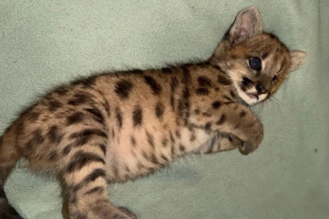 Cachorra de puma Malvina en proceso de recuperación