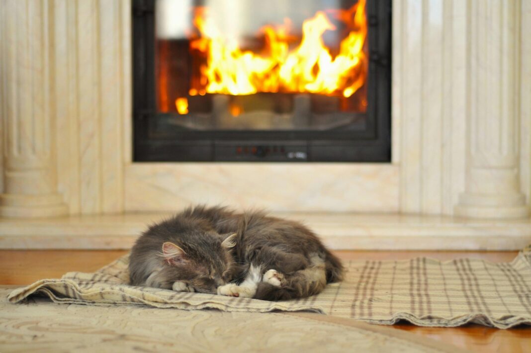 Gato durmiendo en una cama elevada con manta, en interior durante el invierno