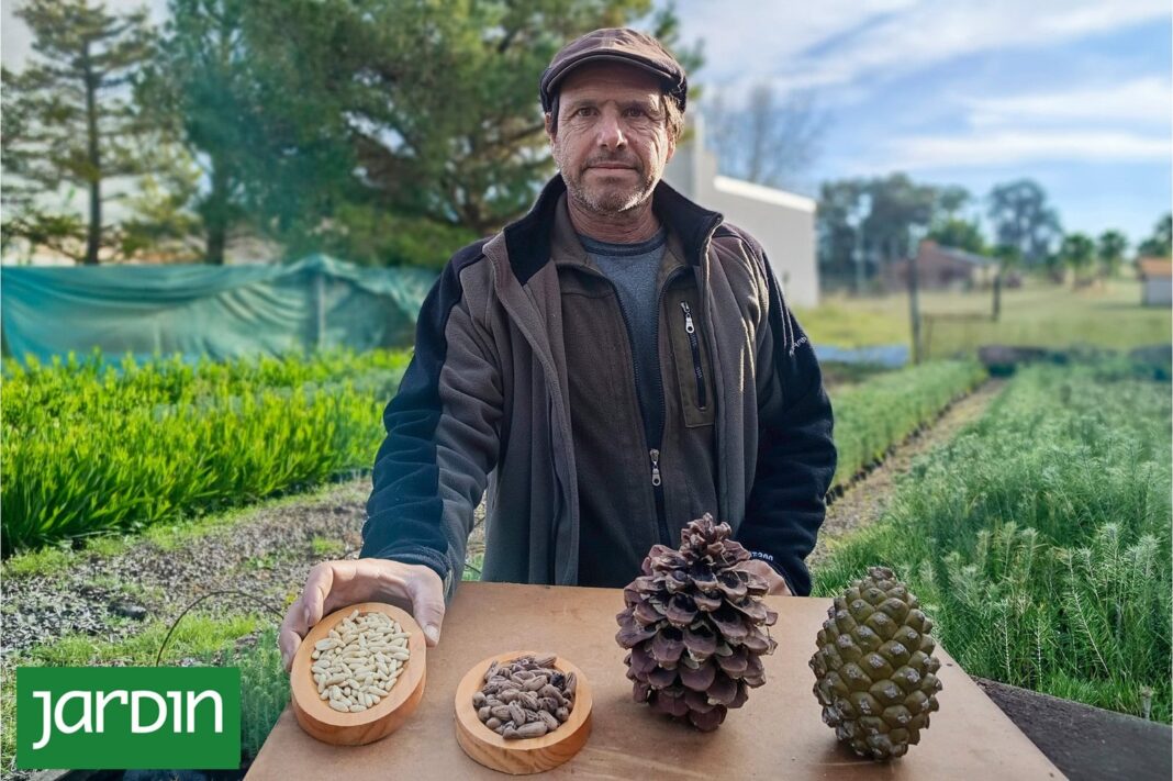 Piñas de pino piñonero en una plantación en Claromecó, Buenos Aires