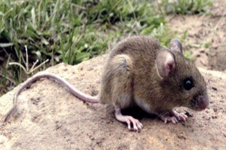 Micrografía del virus hantavirus de los Andes bajo microscopio electrónico