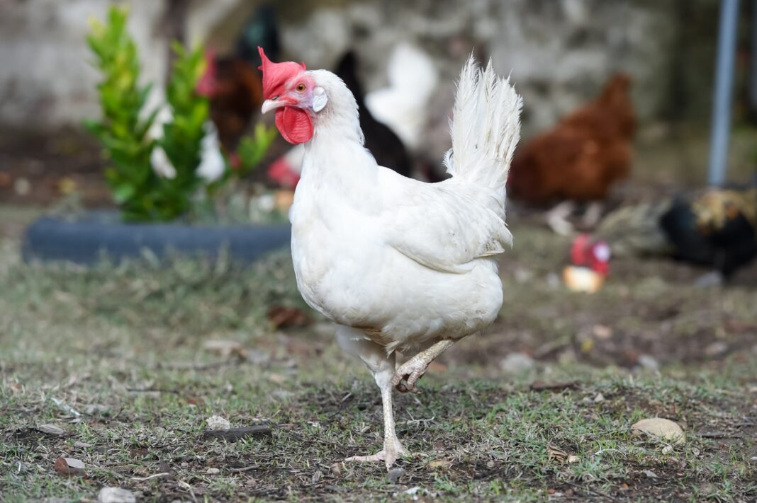 Gallinas en un gallinero con iluminación artificial en la Patagonia austral