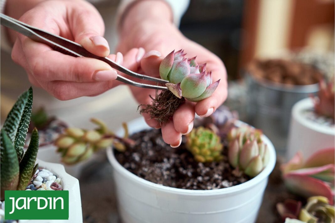 Suculentas y cactus en macetas durante el otoño