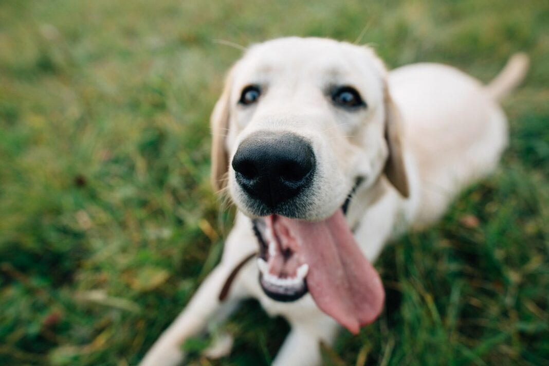 Perro mostrando los dientes en lo que parece una sonrisa