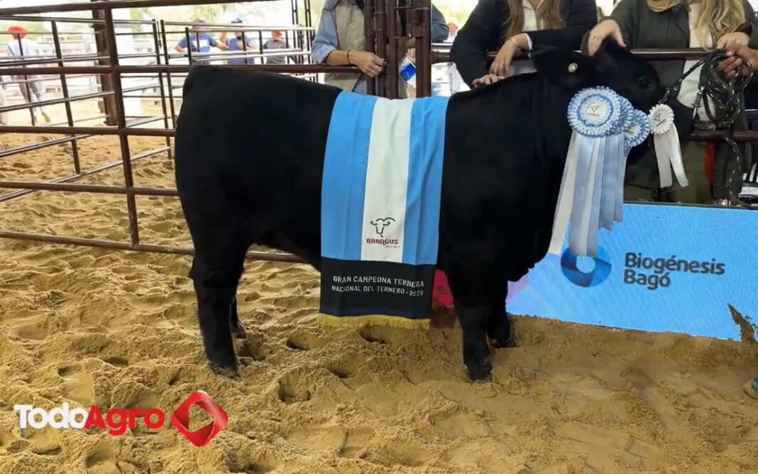 Ternera negra premiada en la Exposición Nacional Brangus