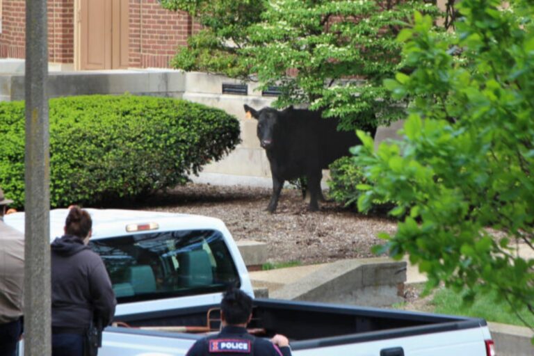 Vaca deambulando por el campus de la Universidad de Illinois