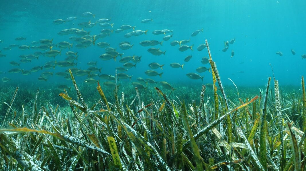 Pradera de Posidonia oceanica en el mar Mediterráneo