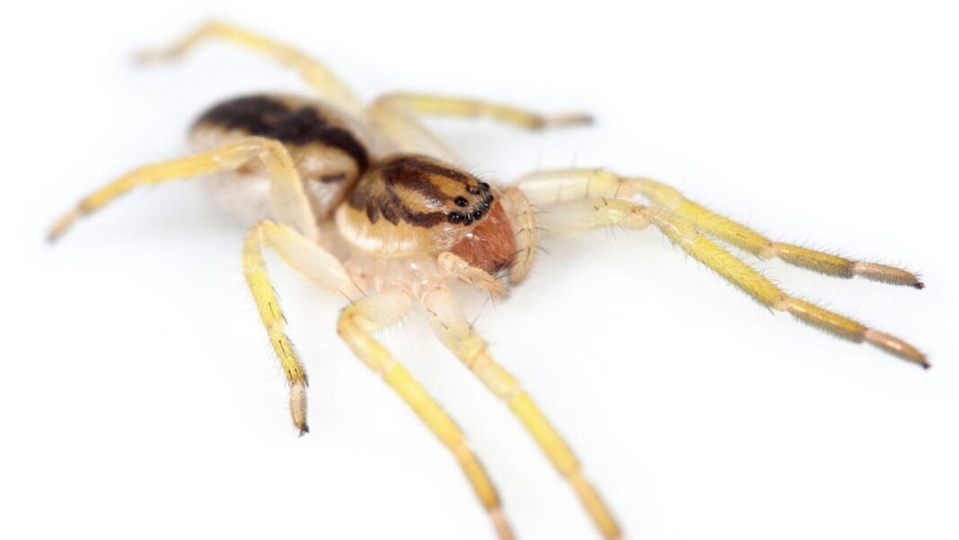 Araña fantasma Yagania chuanisin en su hábitat natural en la Isla de los Estados