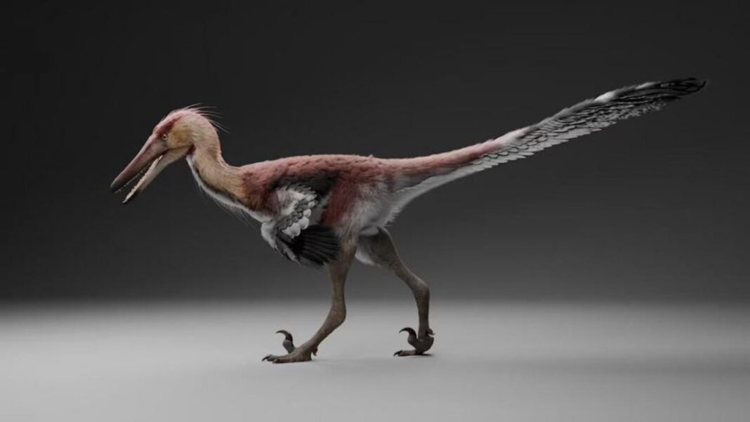 Fósiles de dinosaurio raptor Kank australis hallados en Santa Cruz