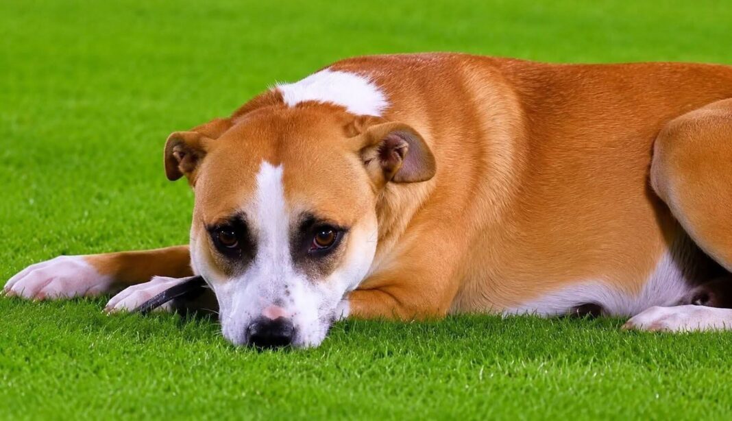 Perro Dexter en el campo del estadio Defensores del Chaco durante partido amistoso entre Paraguay y Nicaragua