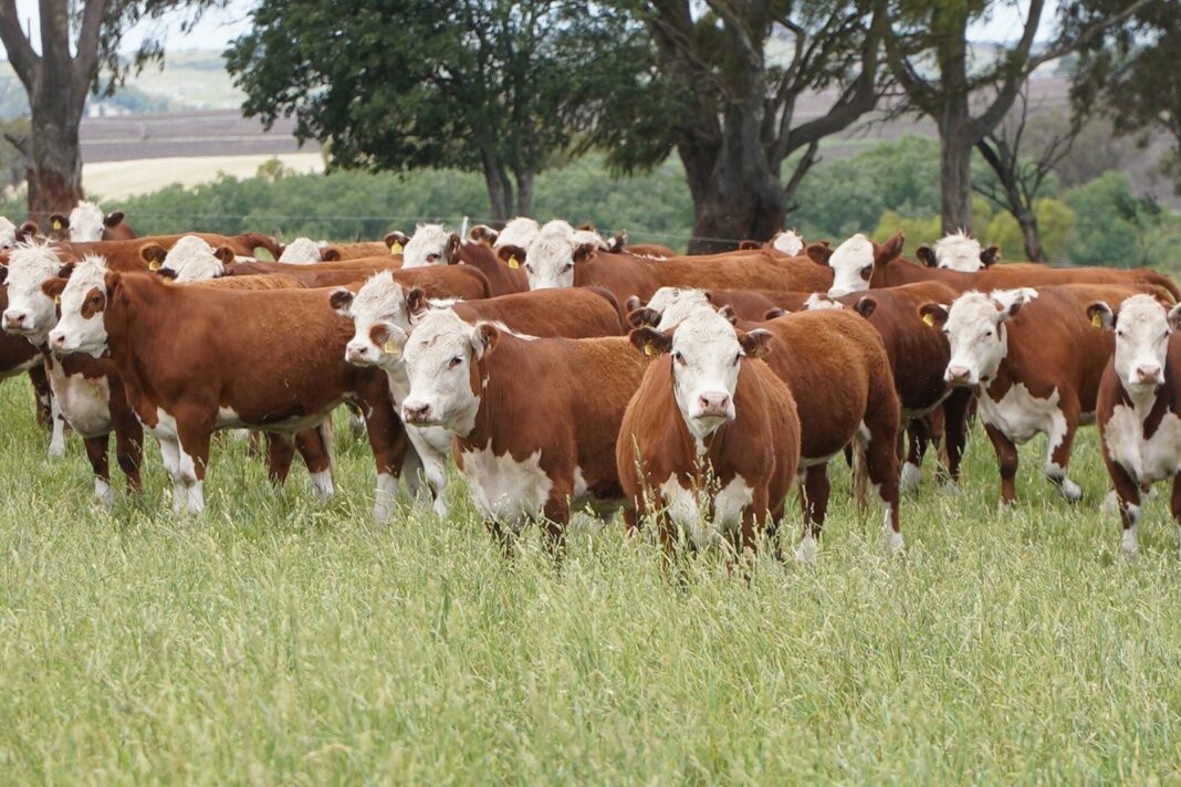 Campo ganadero con vacas pastando en la Cuenca del Salado