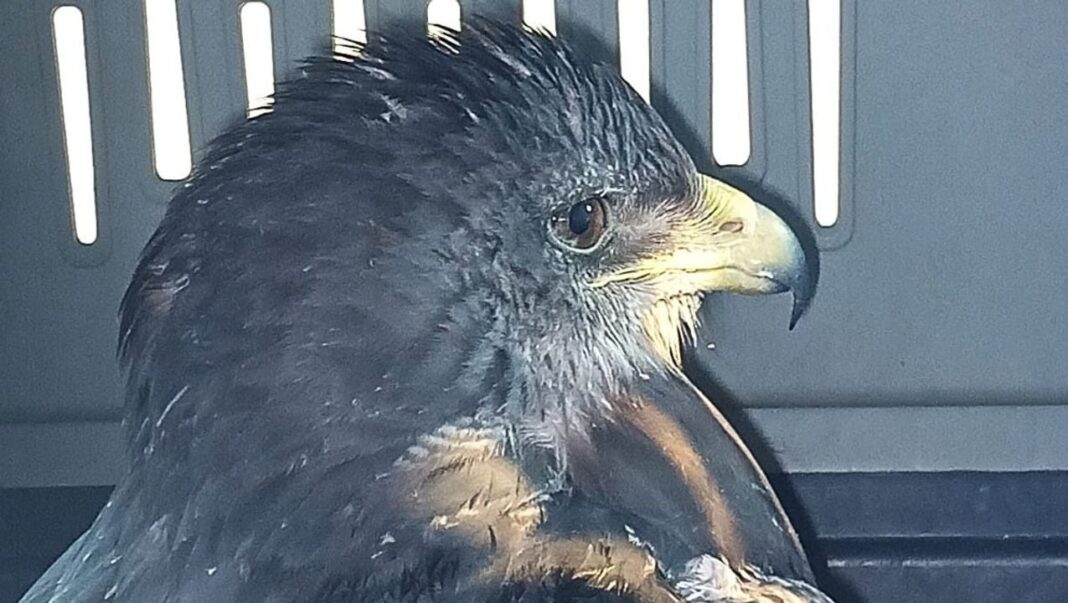 Águila mora rescatada en Malargüe