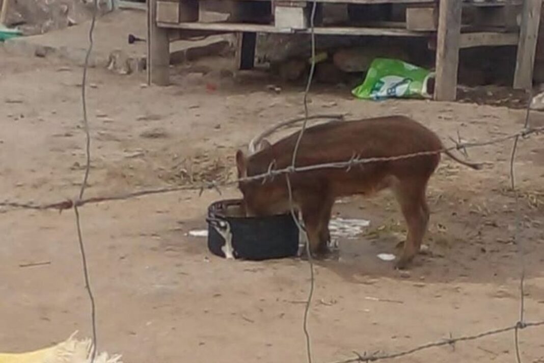 Chancho salvaje y zorro rescatados en Corrientes