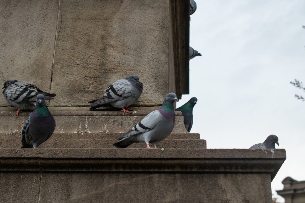 Palomas posadas sobre un monumento de piedra con signos de desgaste