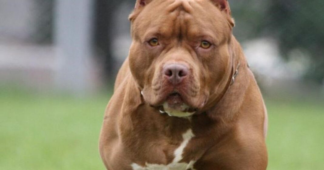 Imagen ilustrativa de un perro pitbull