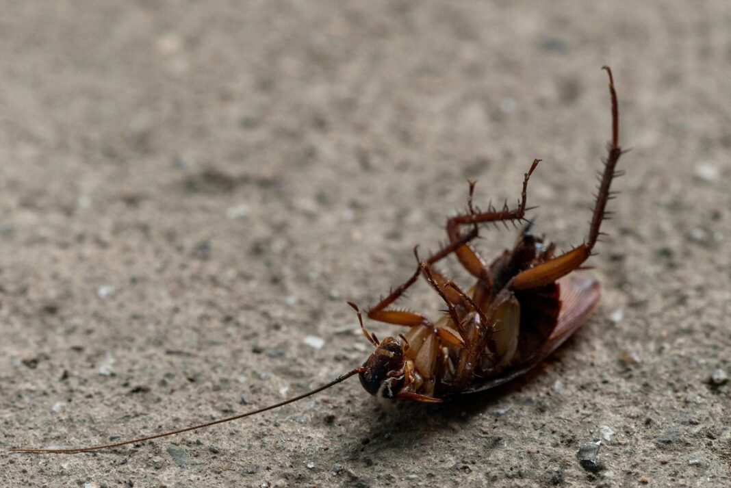 Cucaracha sobre una superficie doméstica