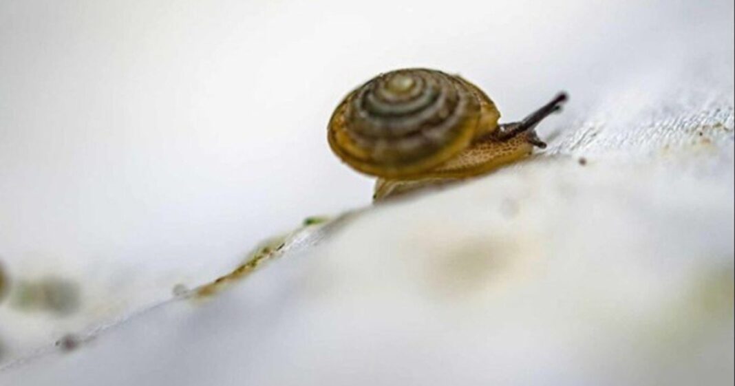 Caracoles antárticos sobre macroalgas flotantes en el océano Austral