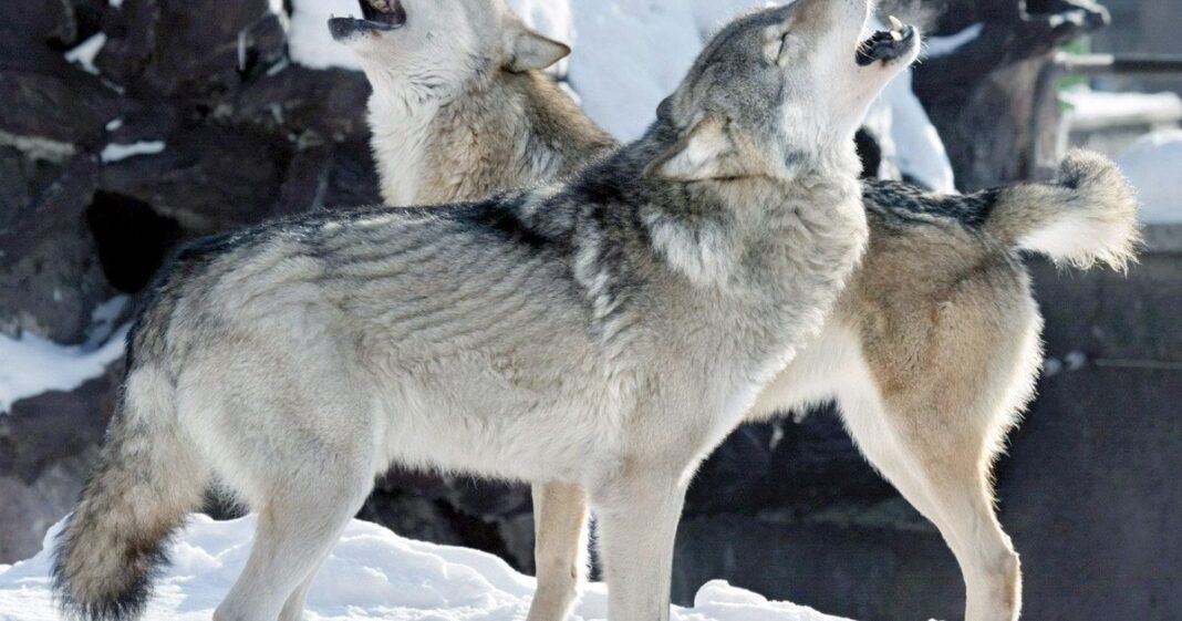 Lobo en un área nevada en Minnesota