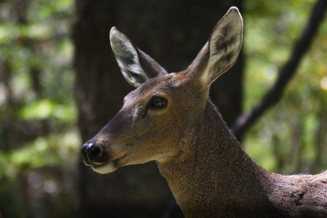 Huemul en su hábitat natural en los bosques andinopatagónicos