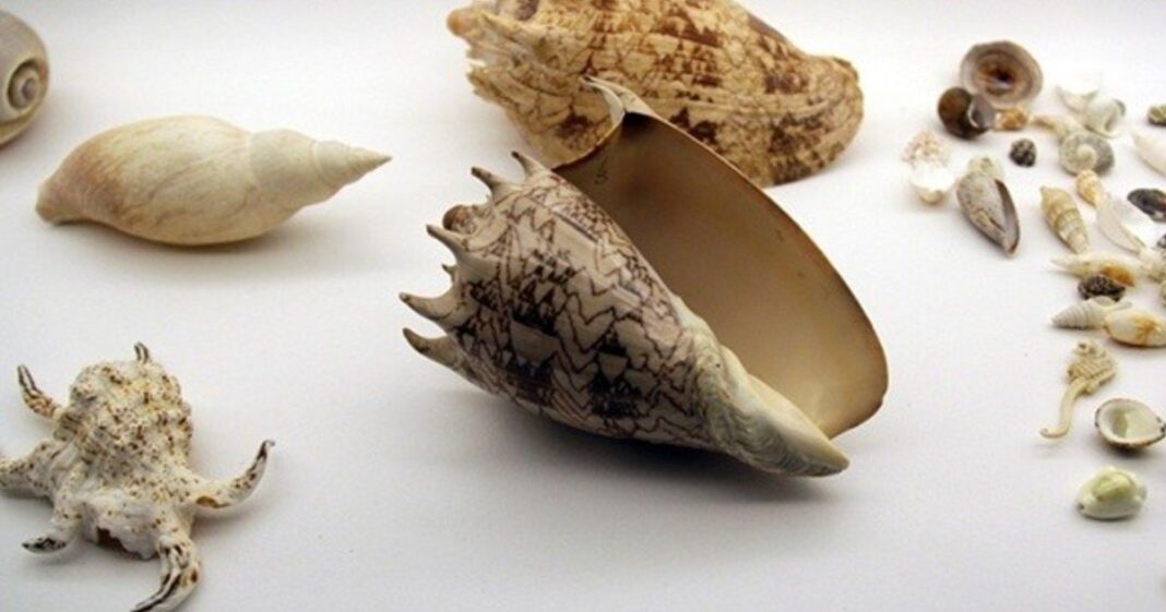 Exposición Mollusca Poesía de Caracolas en la Casa Central de la Universidad de Chile
