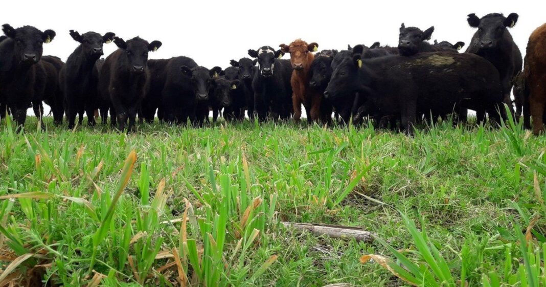 Campo con ganado en pastoreo regenerativo