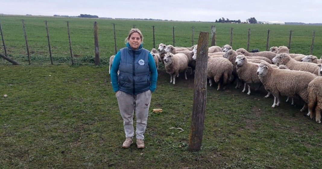 Campo con ovejas en la zona de Necochea