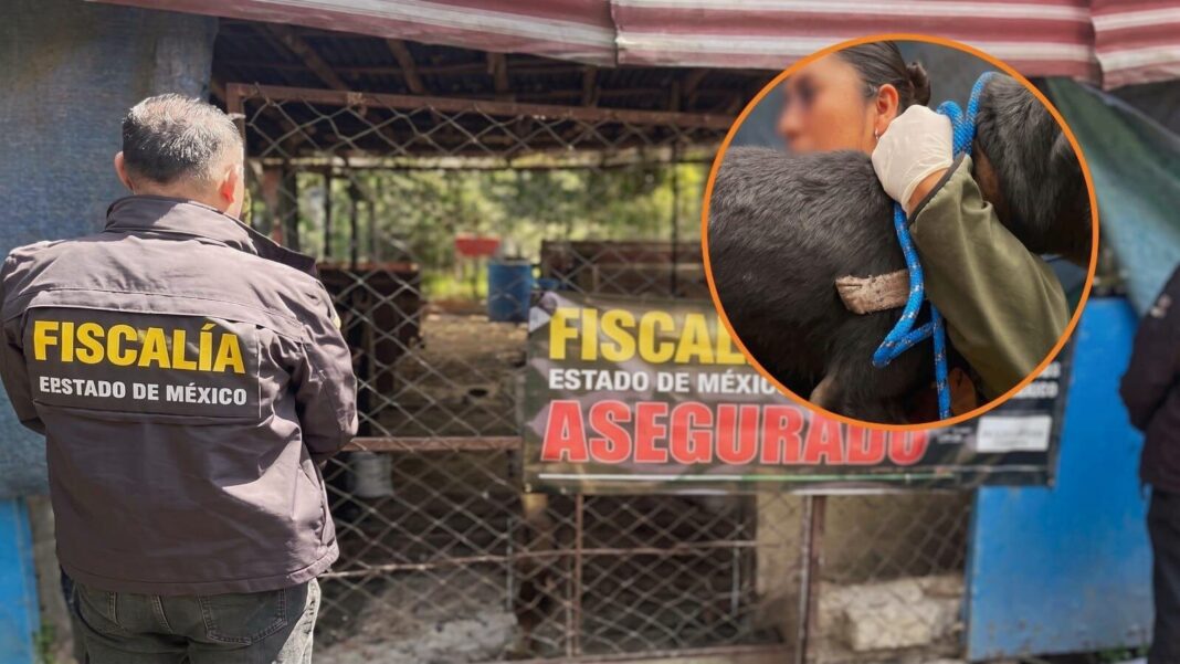 Perros rescatados en Ixtapaluca durante operativo de la FGJEM y CEPANAF
