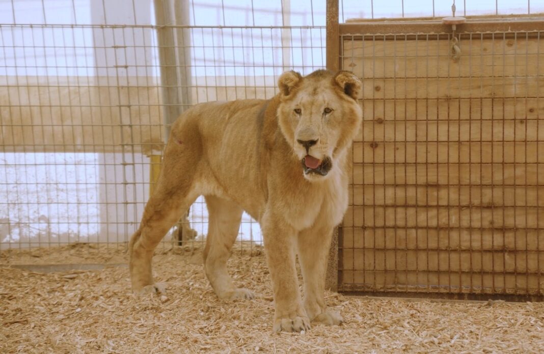 Tigres y leones del exzoo de Luján en el santuario Lionsrock