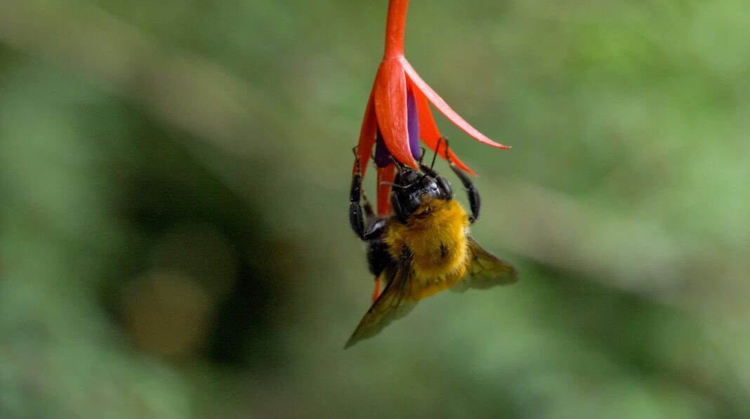 Abejorro europeo Bombus terrestris polinizando una flor