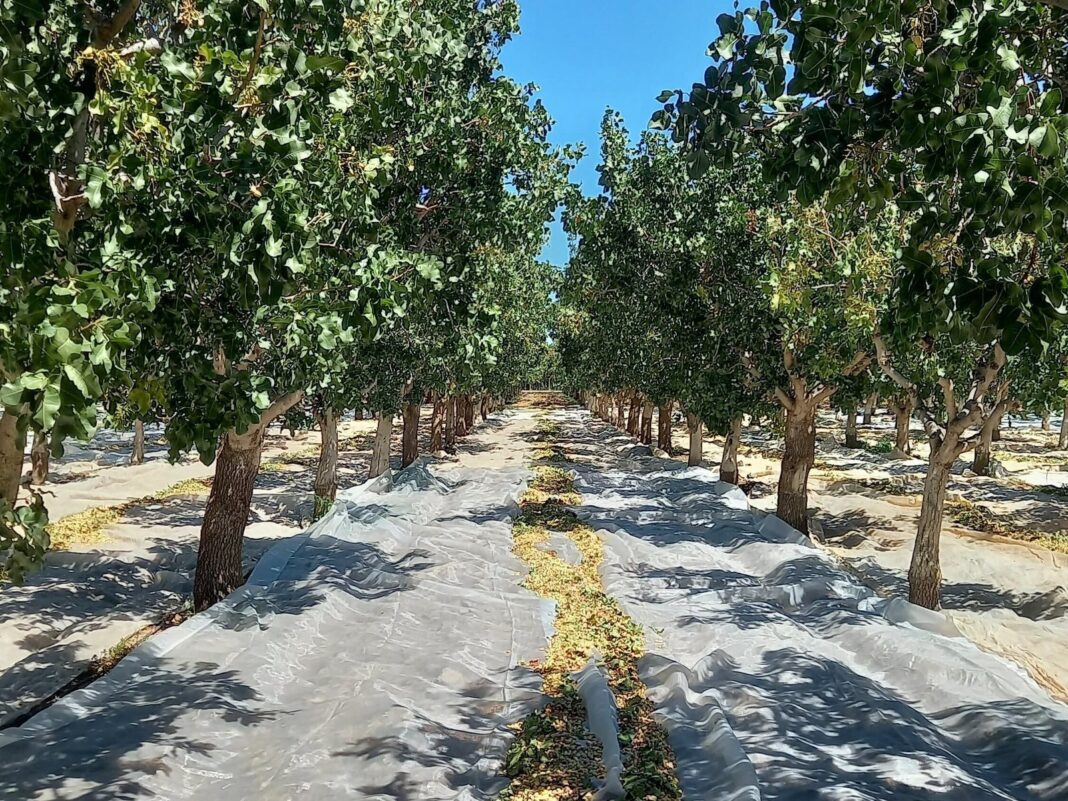 Campo de cultivo de pistacho en Argentina