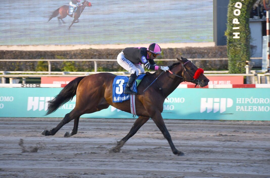 Caballo Fletcher durante la carrera Gran Premio Polla de Potrillos en el Hipódromo de Palermo