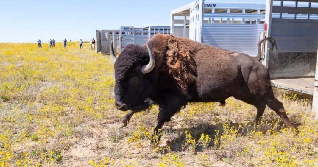 Manada de bisontes en la Reserva Fort Peck, Montana