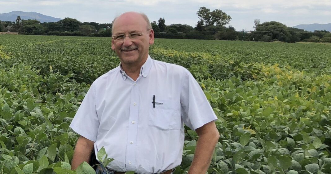 Cultivo de soja con hojas afectadas por enfermedad